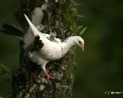 Macho de Paloma