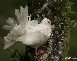 Hembra de Paloma