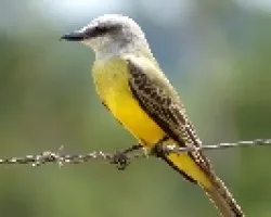 Tirano Tropical, Pecho Amarillo