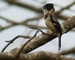 Sporophila torqueola