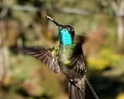 Eugenes fulgens