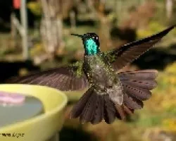 Eugenes fulgens