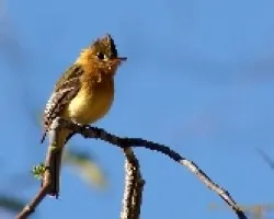 Mitrephanes phaeocercus