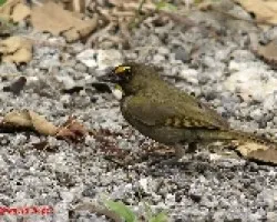 Gallito, Semillerito Cariamaraillo