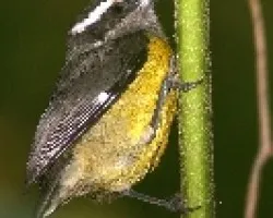 Reinita Mielera, Pinchaflor, Santa Marta