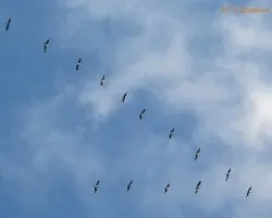 Formación de vuelo