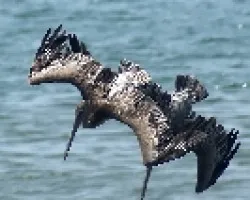 Pelecanus occidentalis