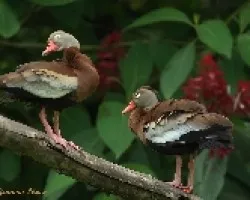 Pijije, Com?n, Pichiche, Piche, Guichiche