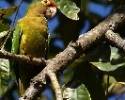 Perico Frentinaranja, Catano, Zapoyol, Periquito