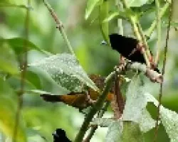 Tangara Lomiescarlata (Machos y Hembra)
