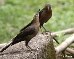 Quiscalus mexicanus