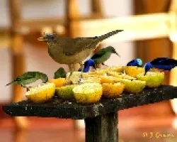 Turdus grayi