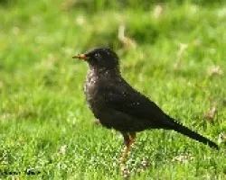 Turdus nigrescens