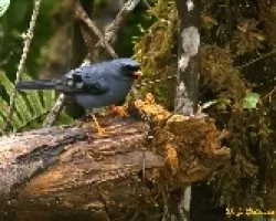 Jilguero, Solitario Carinegro