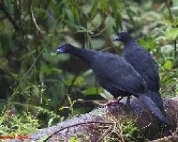 Pava Negra