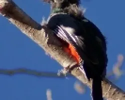 Trogon Ventrianaranjado - JOVEN