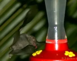 Sacando la lengua