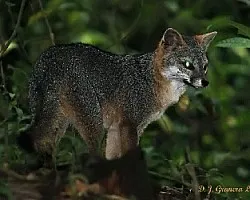 Zorra Gris, Tigrillo