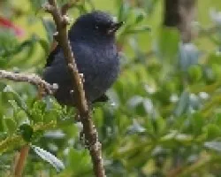Pinchaflor Plomizo o Pizarroso - MACHO