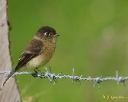 Black-capped Flycatcher, Empidonax atriceps