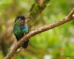 Colibri Garganta de Fuego
