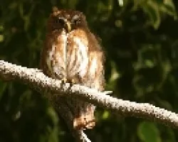 Glaucidium brasilianum?