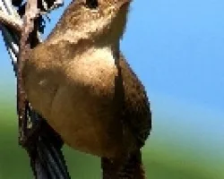 Soterrey Cucarachero, Soterre