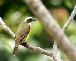 Myiozetetes similis