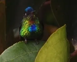 Colibri Garganta de Fuego