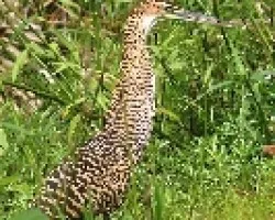 Garza Tigre Cuellinuda, Martin Pena, Pajaro Vaco