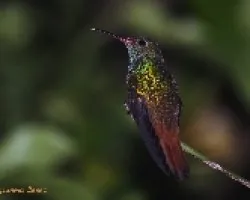 Amazilia Rabirrufa, Colibri, Gorrion