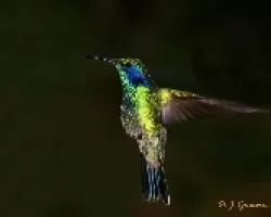 Colibri Orejiviolaceo Verde, Colibri Verdemar