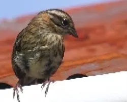 Melospiza lincolnii
