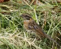 Melospiza lincolnii