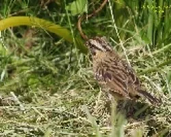 Melospiza lincolnii