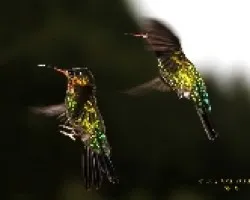 Danza aerea