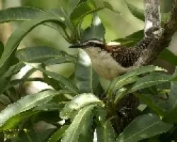 Chico Piojo, Saltapinuelas, Soterrey Nuquirrufo