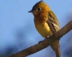 Mitrephanes phaeocercus