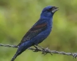 Blue Grosbeak