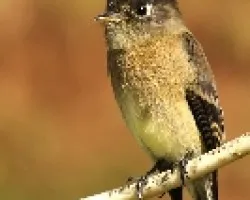 Black-capped Flycatcher