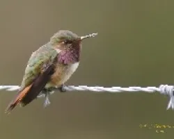 Volcano Hummingbird