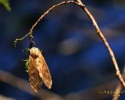 Insecto pendiendo