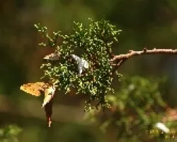 Mariposas
