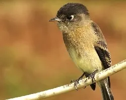 Empidonax atriceps