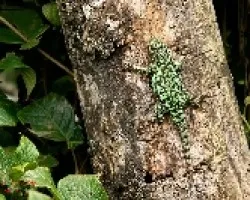 Lagartija Espinoza, Malaquita Verde