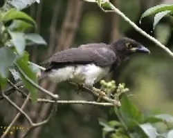 Piapia, Urraca Parda