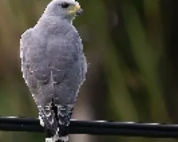 Gavilan Pollero, Gavilan Gris