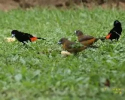 Cuarteto de Tangaras Lomiescarlatas