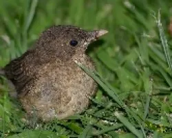 Turdus grayi