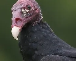 Zopilote Cabecirrojo